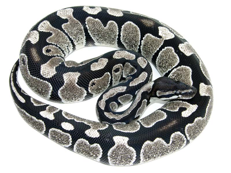 NERD Axanthic