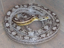 Ghost Motley Female