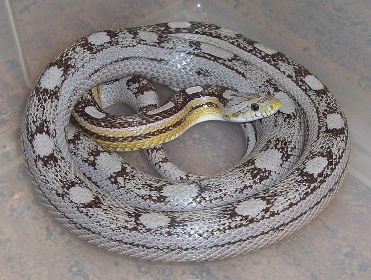 Ghost Motley Female