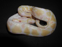 AlbinoPastel