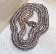 Pastel Anery Striped-Motley