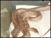 gutatta