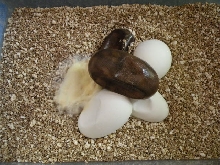 2009 Albino clutch