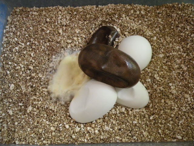 2009 Albino clutch