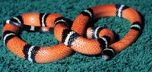 Pete in OSU colors...