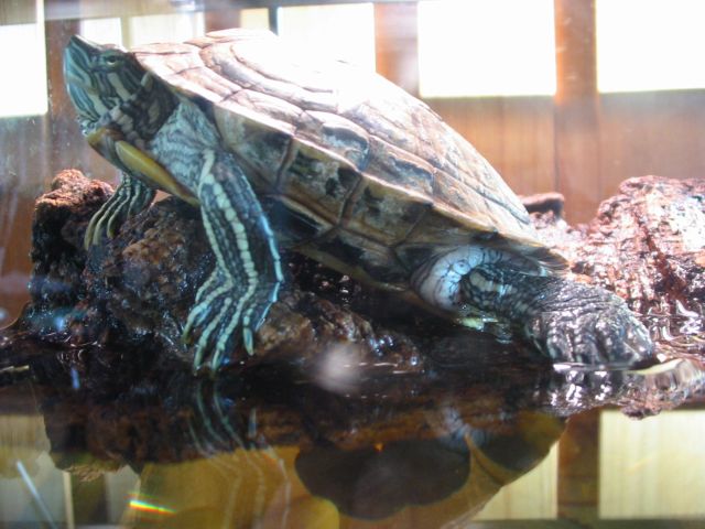Turzilla