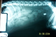 Mopsies Kidney Stone