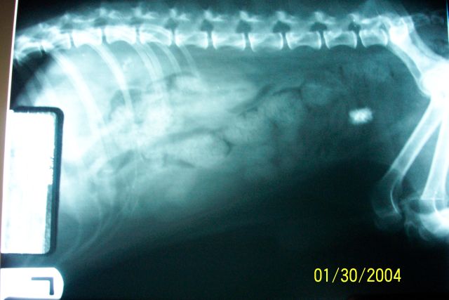 Mopsies Kidney Stone