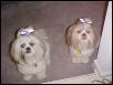 Ziggy and Nemo say Happy 4th!!