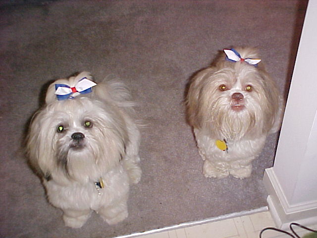 Ziggy and Nemo say Happy 4th!!