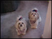 Ziggy and Nemo on 4th of July