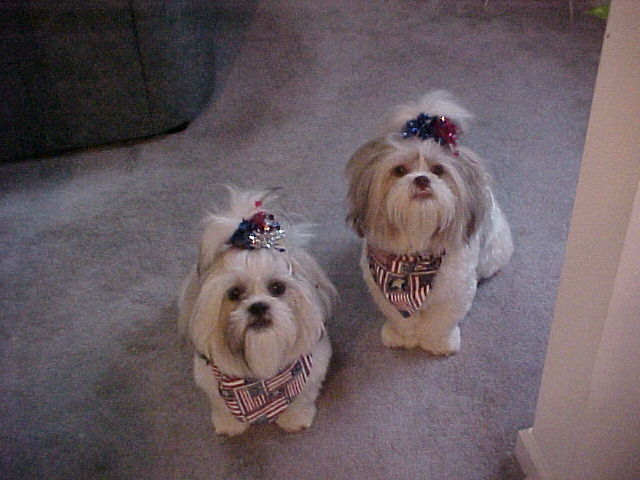 Ziggy and Nemo on 4th of July