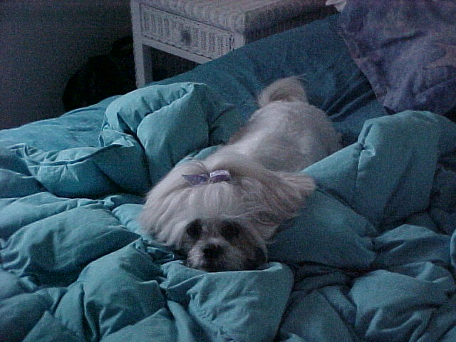 Nemo home from grooming