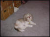 Ziggy home from grooming