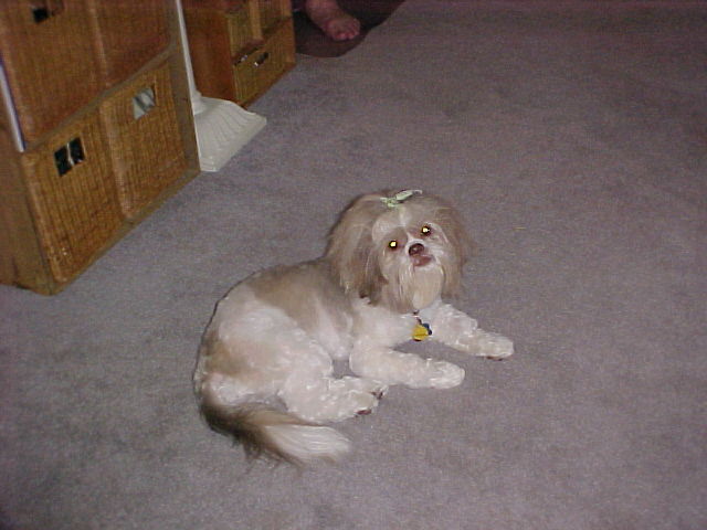Ziggy home from grooming