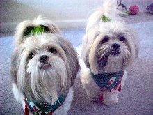 Ziggy and Nemo posing for Christmas Pics