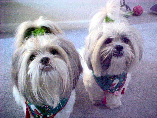 Ziggy and Nemo posing for Christmas Pics