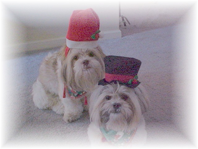 Santa's little fur-elves!