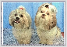 Ziggy and Nemo