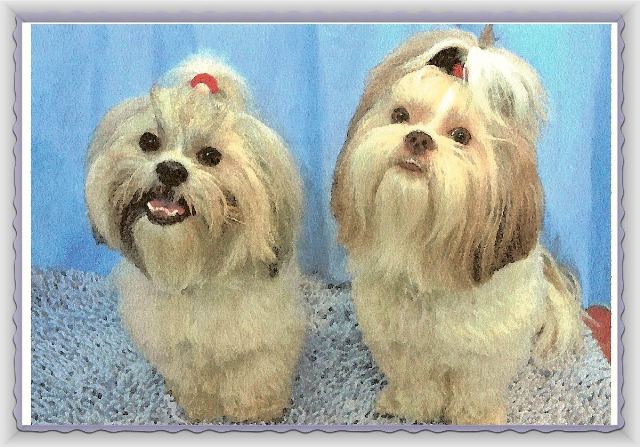 Ziggy and Nemo