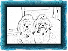 Ziggy and Nemo art