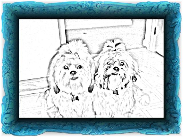 Ziggy and Nemo art