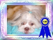 Ziggy won 1st place