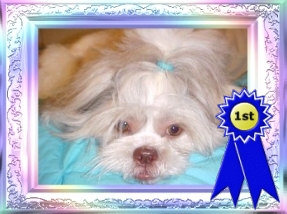 Ziggy won 1st place