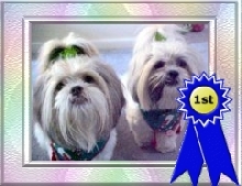 Ziggy and Nemo won 1st place