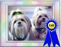 Ziggy and Nemo won 1st place