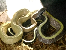 E.T. ridleyi