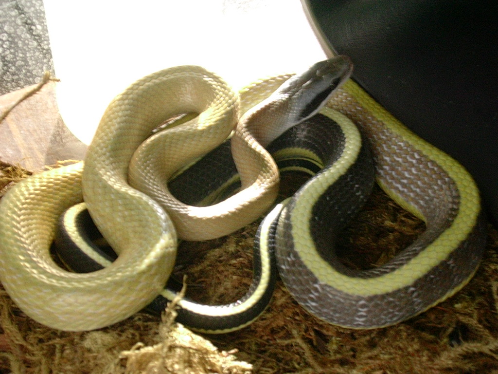 E.T. ridleyi