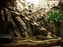 E.T. ridleyi