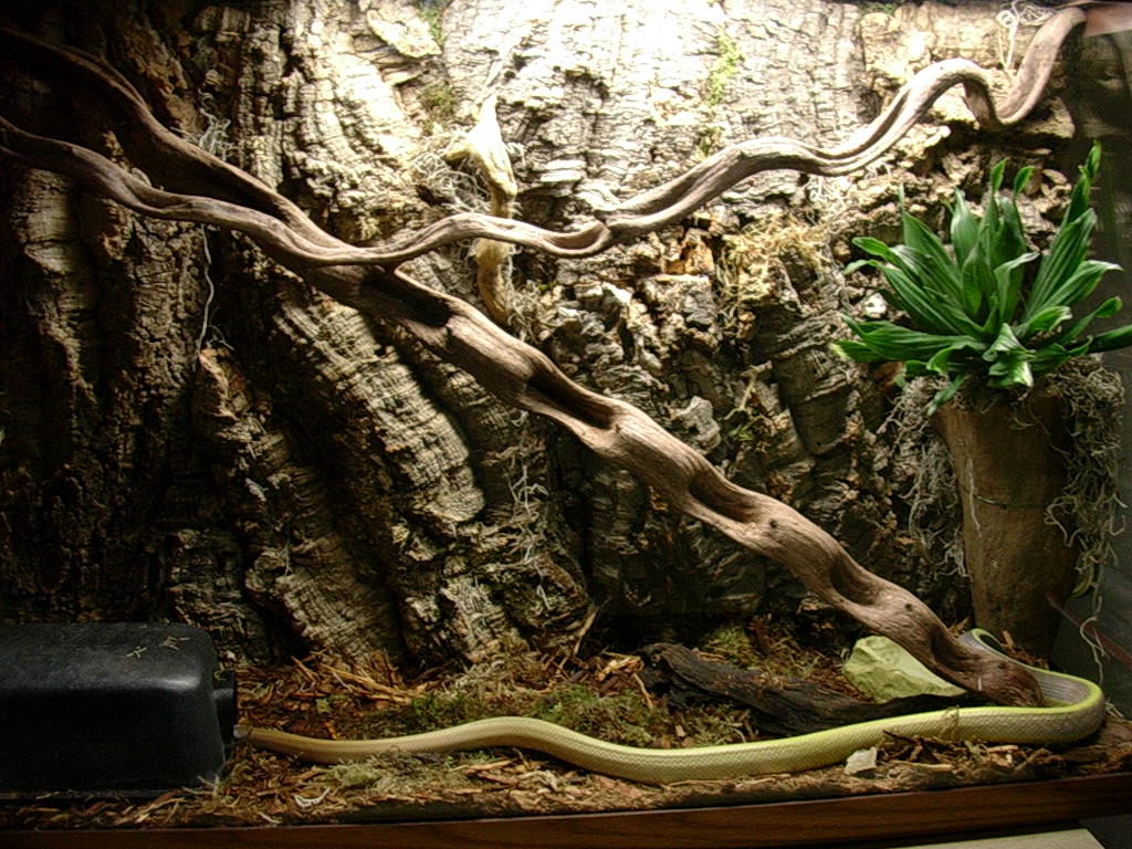 E.T. ridleyi