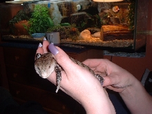 norbert 8