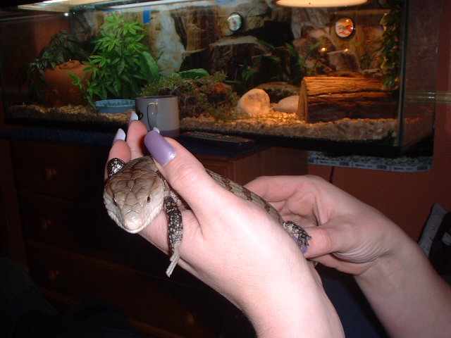 norbert 8