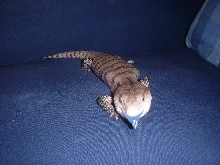 norbert 1