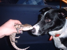 norbert giving dibs a kiss