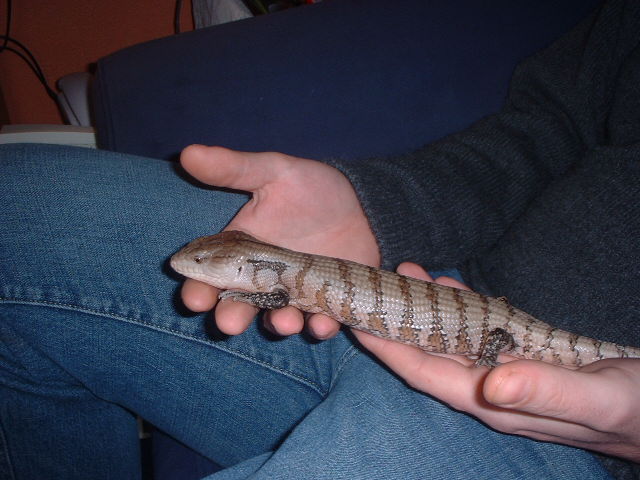 norbert 3