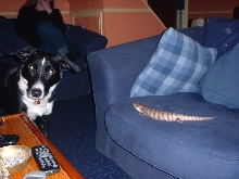 dibley and norb