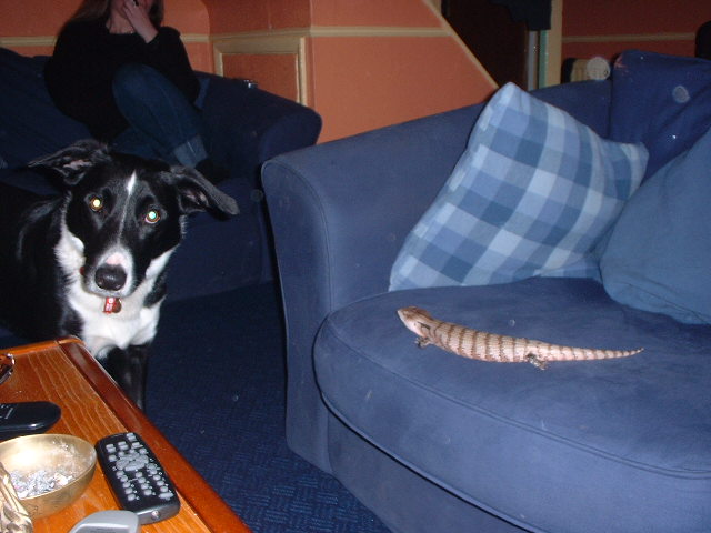 dibley and norb