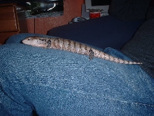 norbert at a yr old