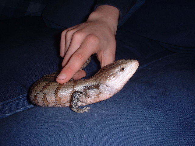 norbert 7