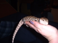 norbert 4