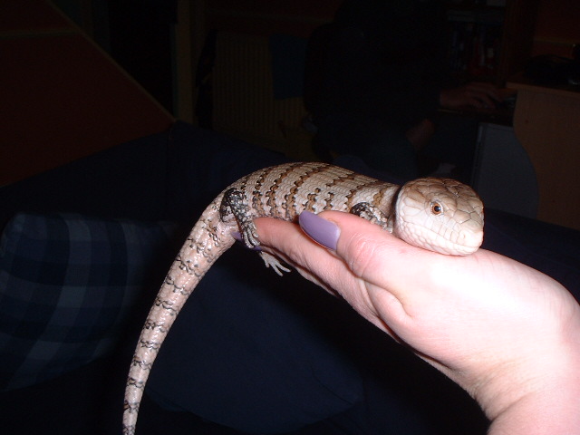 norbert 4