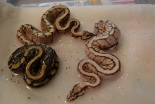 Spider x super pastel, enchi, lesser clutch