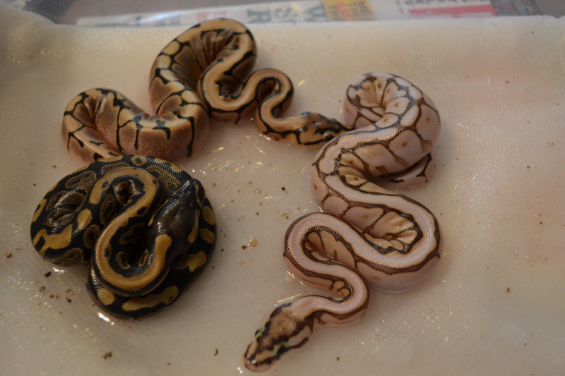 Spider x super pastel, enchi, lesser clutch