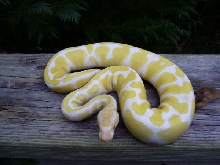 Albino Ball Python