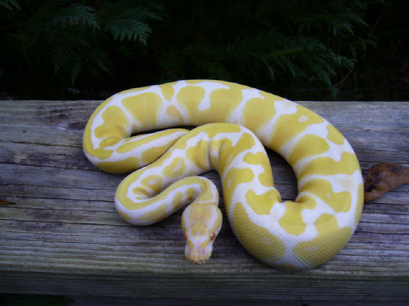 Albino Ball Python
