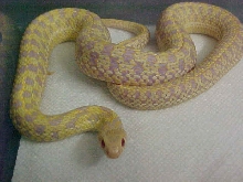 Albino Garter